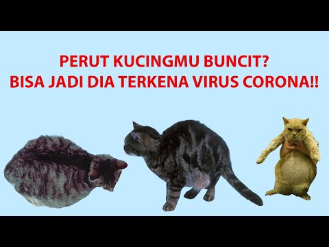 PENYAKIT CORONA VIRUS PADA KUCING PENYEBAB FELINE INFECTIOUS PERITONITIS
