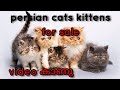 persian  cat kittens for sale 🐈🐈