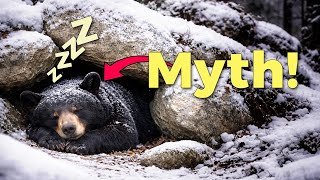Bears Dont Hibernate (Wildlife Myths You Still Believe)