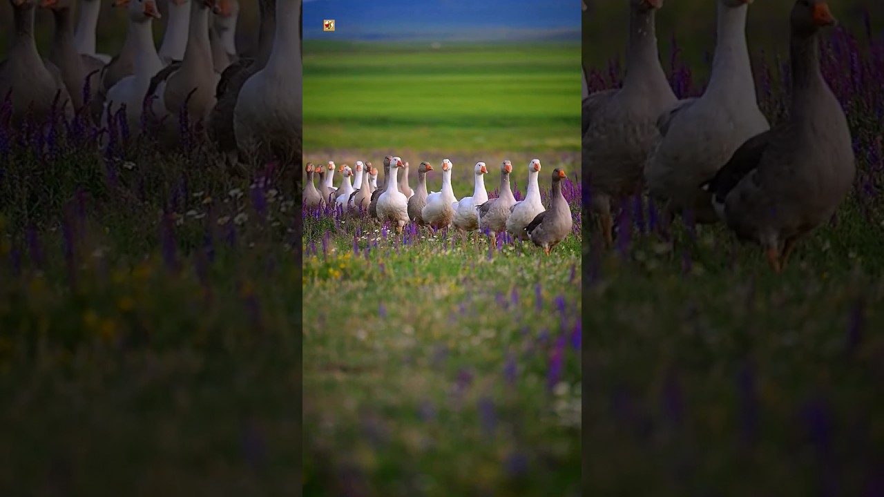 Domestic goose sounds 🪿