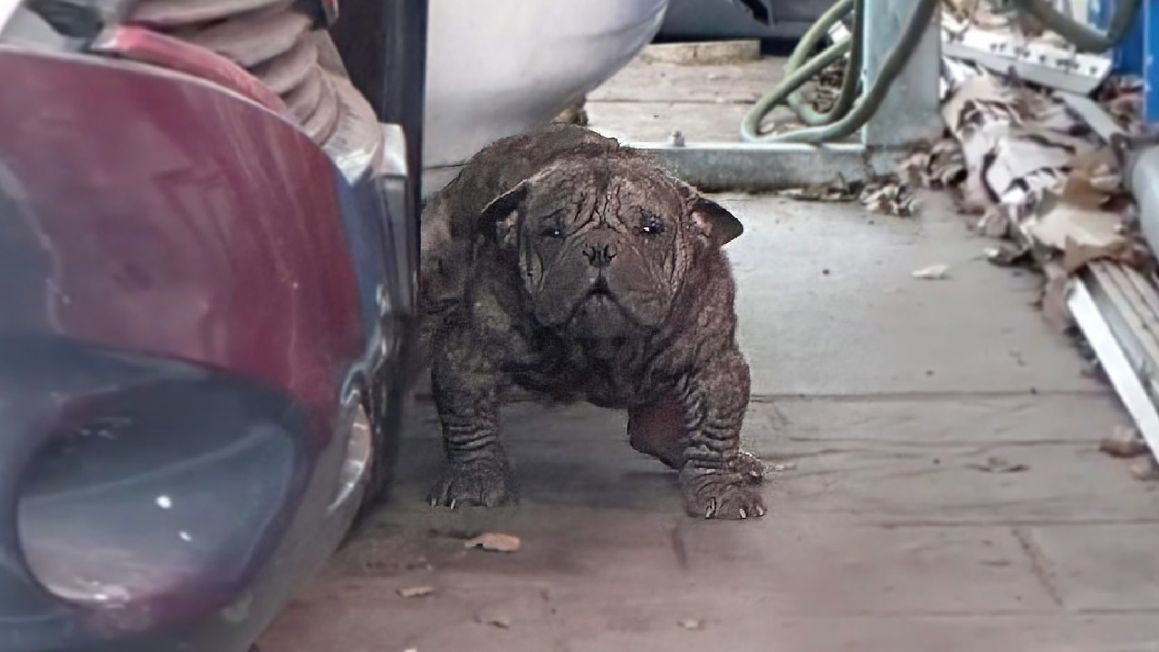 A Lifetime of Exploitation Shattered His Spirit— He Staggered Towards Me, Then Broke Down