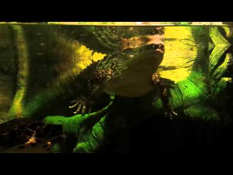 Video: Kā Pagatavot Bruņurupuču Akvāriju