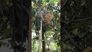 DIY High Fruit Picker: Harvest Loquats Without Climbing! 🍐