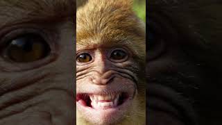 Screaming Monkey