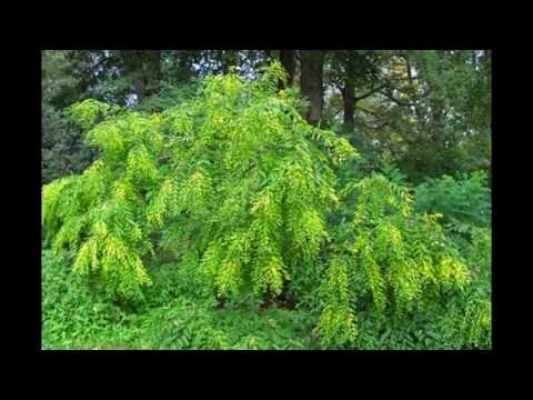 Vídeo: Clitoria Trifoliata - Alpinista Tropical