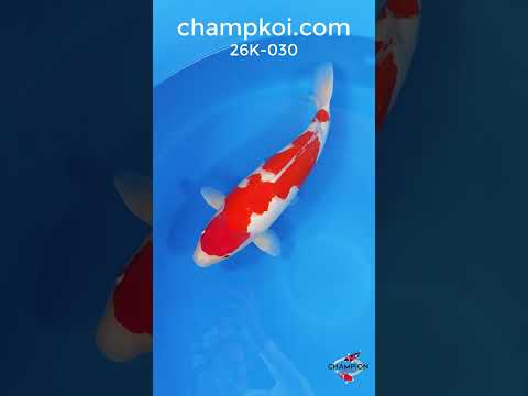 26K-030: 62cm Tamaura Kohaku | ChampKoi - Champion Nishikigoi