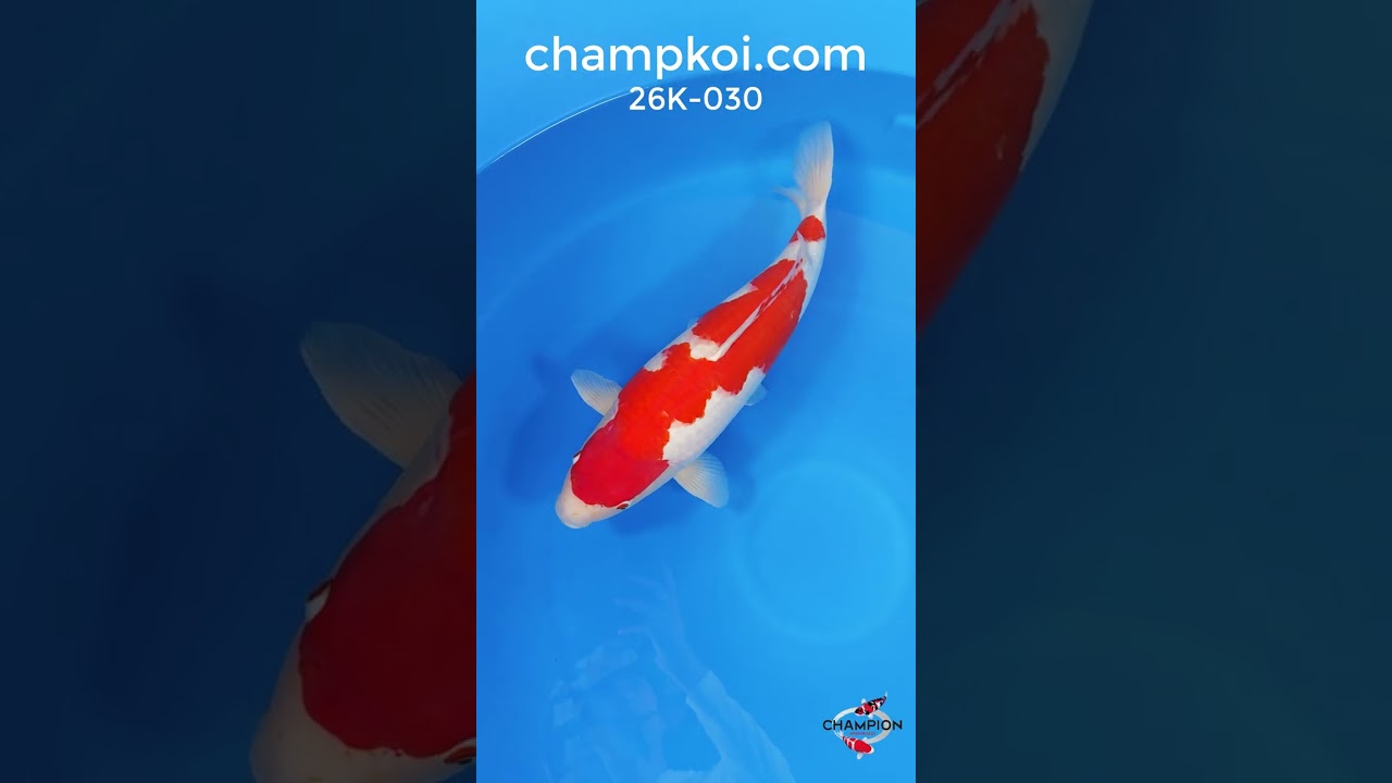 26K-030: 62cm Tamaura Kohaku | ChampKoi - Champion Nishikigoi
