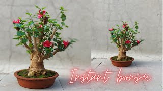 How to make Bonsai : Hibiscus Bonsai