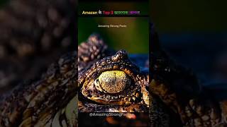 अमेज़न के 3 सबसे खतरनाक शिकारी 😱 #AmazonRainforest#DangerousAnimals#BlackCaiman#Anaconda#Jagur#facts