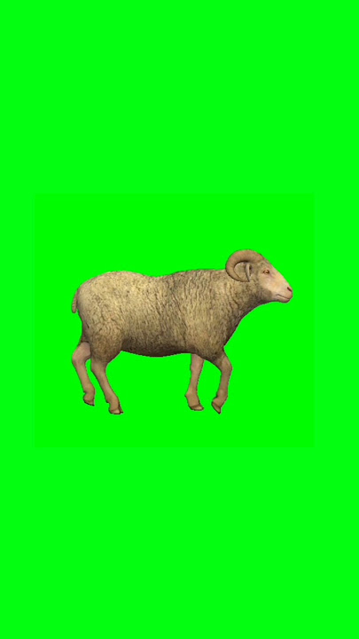 Sheep walking green screen video #animation #greenscreenanimal #chromakey #greenscreen #shorts
