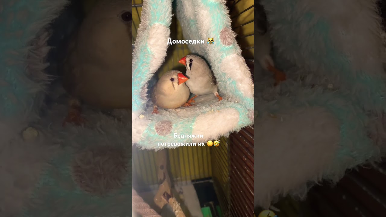 Амадинки мои 