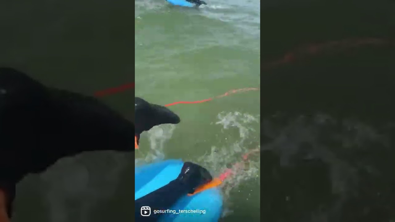 Surflessen surfschool Gosurfing Terschelling