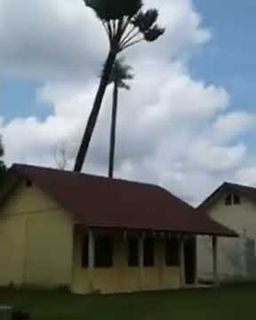 Tebang pohon kelapa setelah tumbang ehh malah rumah jadi hancur !!!