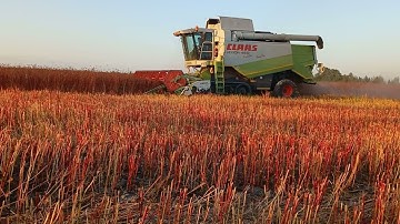 Harvesting Glory 2023: Epic Ecological Buckwheat Agroprocessing Spectacle!