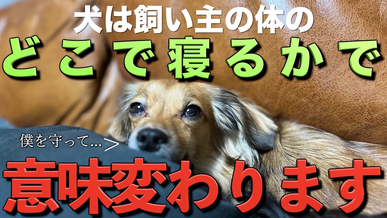 犬は飼い主の体のどこで寝るかで意味が変わります 犬 寝る 寝る場所 眠る Youtube 犬は飼い主の体のどこで寝るかで意味が変わります 犬 寝る 寝る場所 眠る Youtube