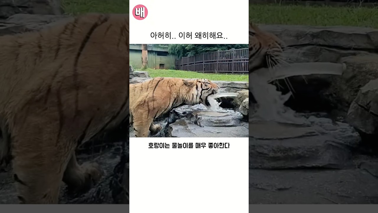아허히.. 이허 왜히해요..?