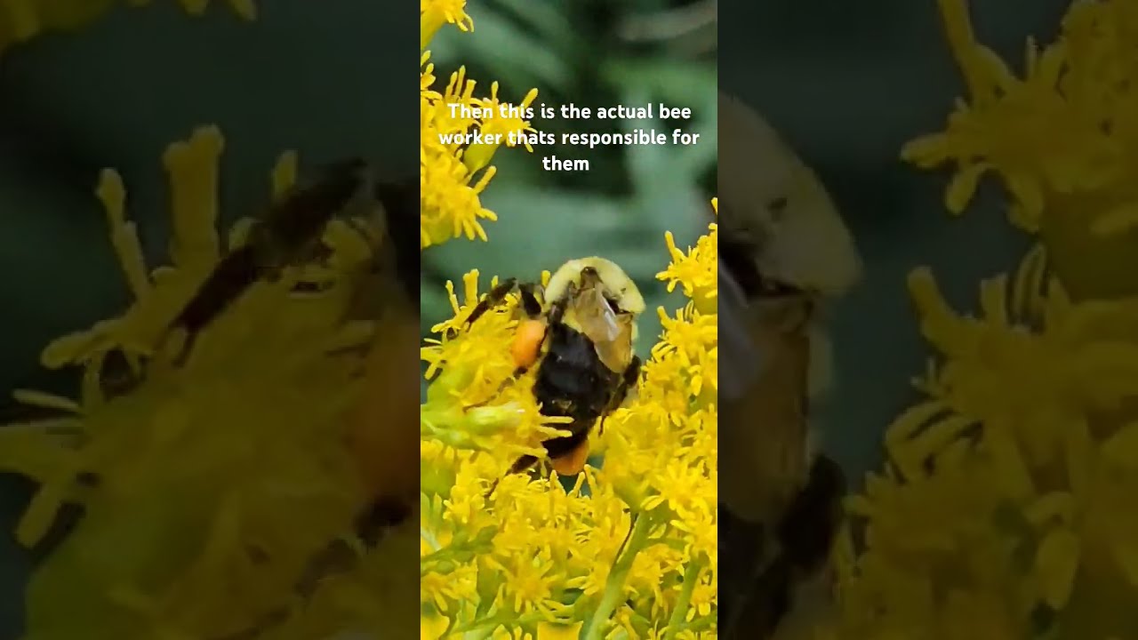 He Decided To Stay Back And Promote His Colony One Of The Many Hardest Workers On Planet Bees