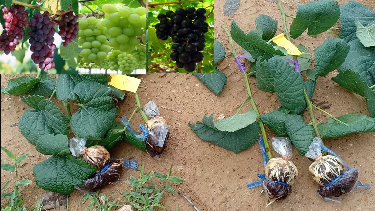 Ep.1 ชื้อกิ่งองุ่นป่าตอน ติดตาสายพันธุ์ดี มาเพาะชำใว้ ก่อนลงบ่อซีเมนต์ หรือลงดิน