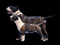 Diferencia de Bull Terrier y Mini Bull Terrier の動画、YouTube動画。