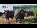 Kundhi buffalo  bhuri buffalo  banni buffalo  dosu jat buffaloes  kutch buffalo  sindhan