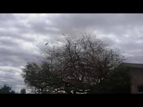 Video: Treating A Sick Mesquite Tree: How To Deal With Mesquite Tree Illness