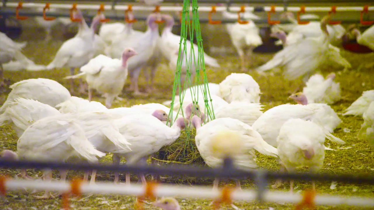 For creature comforts, choose RSPCA Approved