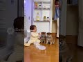 あれ？誰が飲んだのかしら…ふふっ、ちょっとした小さな秘密ね #柴犬 #ショート動画 #かわいい