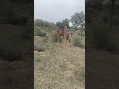 ٱلر اع ي ي ر ك ب ع ل ى ٱل ج م ل ٱلص غ ير م ت ج ه إ ل ى ٱل غ اب ة