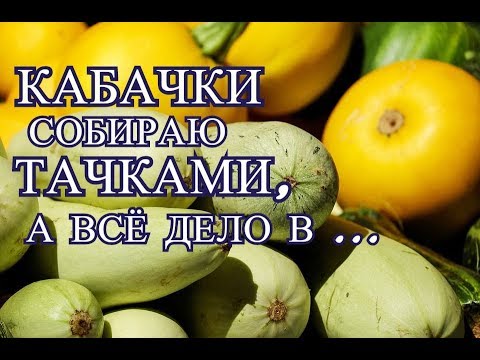 КАБАЧКИ СОБИРАЮ ТАЧКАМИ, А ВСЕ ДЕЛО В...