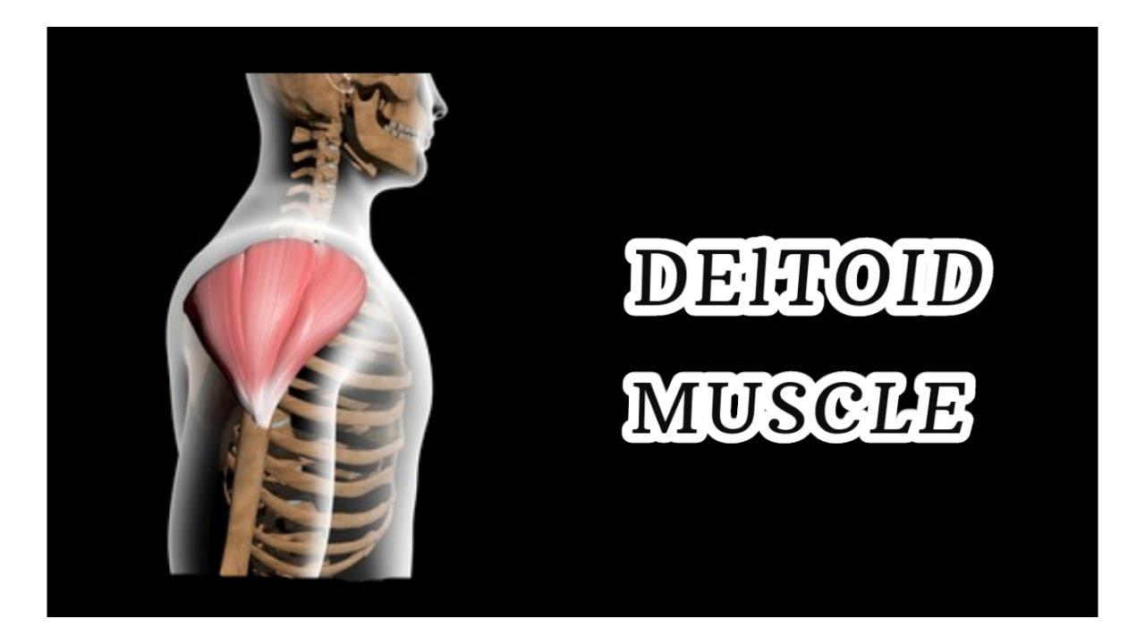 Deltoid muscle\ DELTOID MUSCLE INJECTION \ PARTS OF DELTOID MUSCLE