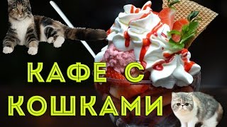 Забрели в Кафе с кошками на Пхукете, Пхукет таун Забрели в Кафе с кошками на Пхукете, Пхукет таун