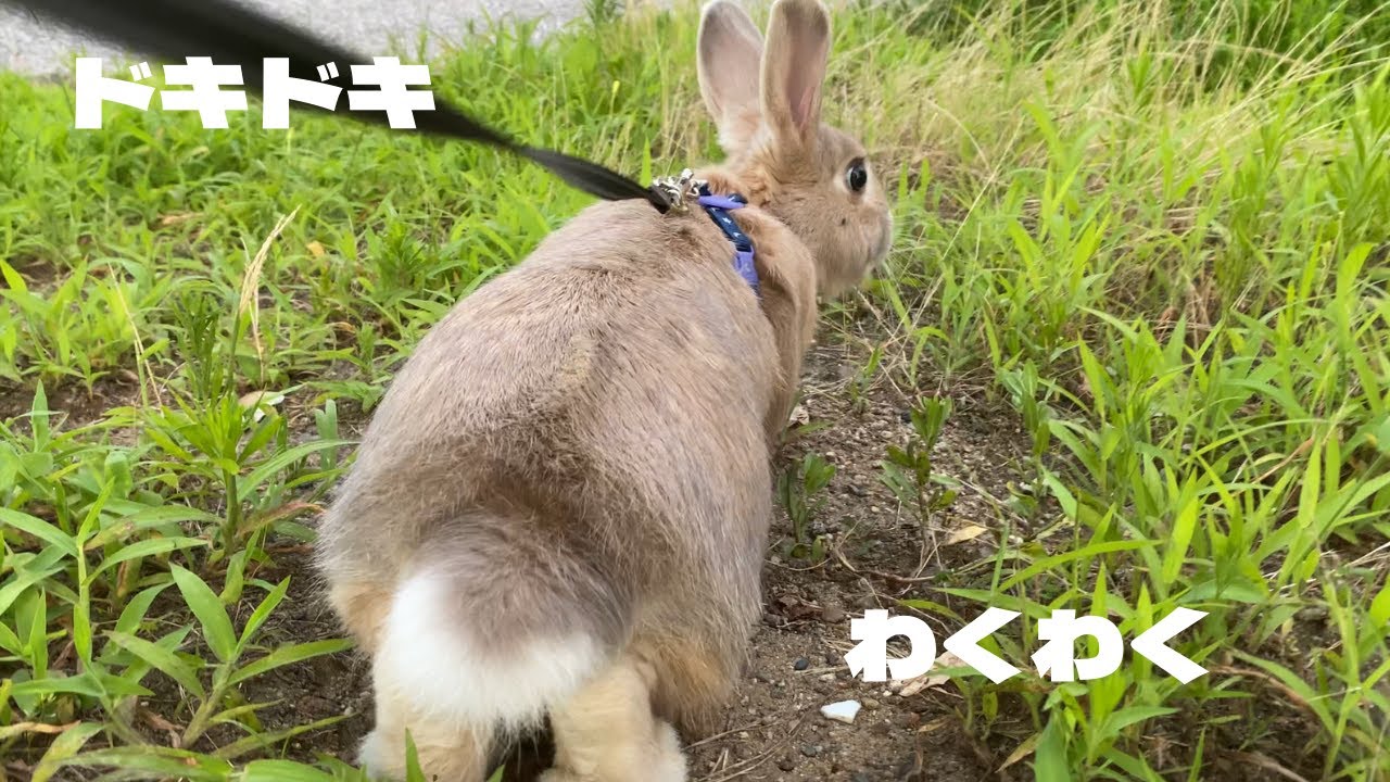 348 運動不足解消の為 家にいるとダラダラして運動不足なうさぎを公園に連れ出してみた Its Been A Long Time Come At The Park With Mugi Youtube
