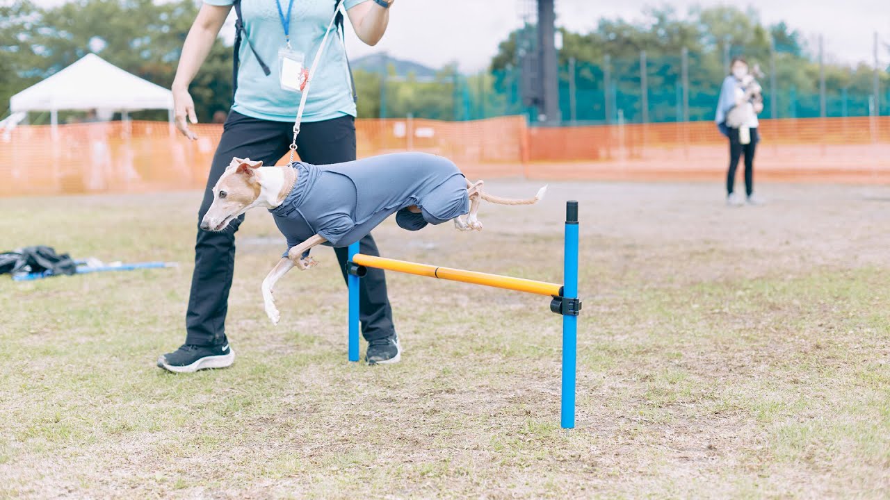 Italian Greyhound Festival 2022- Italian Greyhound rooted in Italy -