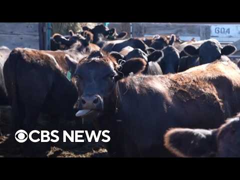 Beef prices hit record highs with cattle herds at historic lows