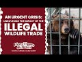 An Urgent Crisis: Unraveling the Impact of the Illegal Wildlife Trade | Lions Tigers &amp; Bears