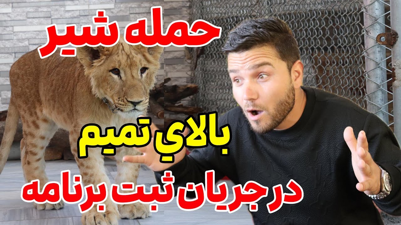 نگهداری سلطان جنگل توسط یک افغان در کابل/Keeping a lion by an Afghan in Kabul