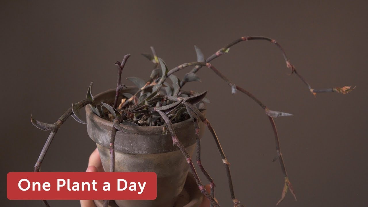 Callisia navicularis Houseplant Care — 195 of 365