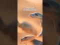 Kadal Unik Di Gurun Sahara Theinfoliciousshow Shorts Infounik Kadal Sahara Kadal Unik Di Gurun Sahara Theinfoliciousshow Shorts Infounik Kadal Sahara