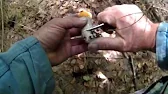Гриби Карпат