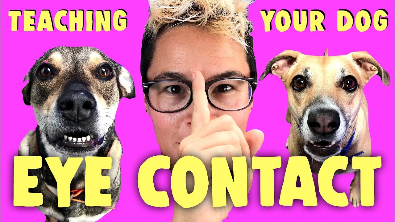 How To Teach Your Dog Eye Contact Professional Dog Training YouTube