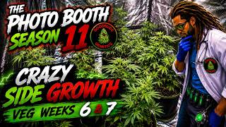 The Photo Booth S11 | Crazy Side Branching! |  Veg Week 6 & 7! |👨🏾‍🔬🪴