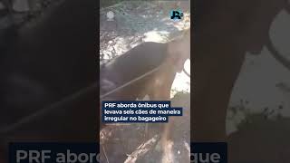 PRF aborda ônibus que levava seis cães de maneira irregular no bagageiro #shorts #JornalDaRecord