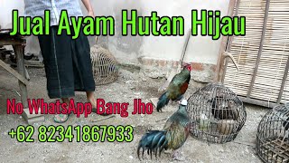 Download lagu Jual dua ekor Ayam Hutan Hijau LOMBOK super jinak cocok untuk di ternak
