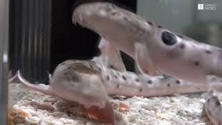 かんさいアニマルズ　ニフレルのマモンツキテンジクザメ