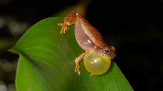 Vocalização da perereca-anã macho – Dendropsophus nanus