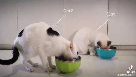 Makeblock Codey Rocky Robot Toys, Programmable App Remote Control Robot for Kids