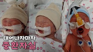 세쌍둥이 출산부터 첫돌까지 성장 이야기