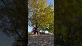 Shaker nogal 18 años