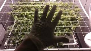 CKS White Widow Fem Cannabis Grow Journal Day 119 from seed/Starting WK 5 Flower (Defoliation)