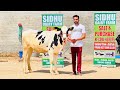 13 Top Class Heifers For Sale at Sidhu Dairy Farm Bathinda. 76580-36231